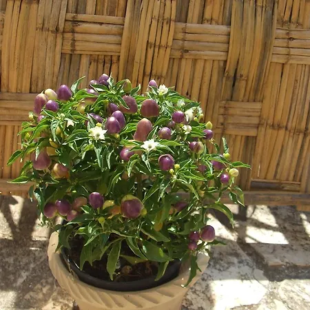 Casa Vacanza La Pajara