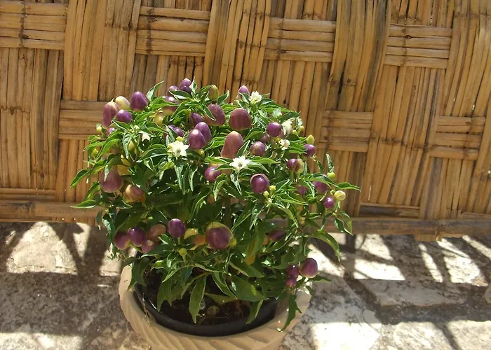 Casa Vacanza La Pajara